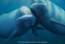 Our Oceans (2024) Season 1 (Complete)