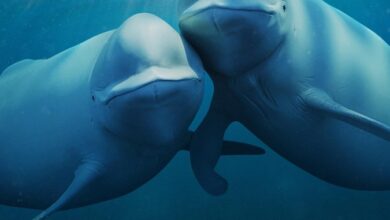 Our Oceans (2024) Season 1 (Complete)