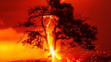 Incandescence (2024)