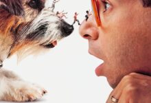 Honey, I Shrunk the Kids