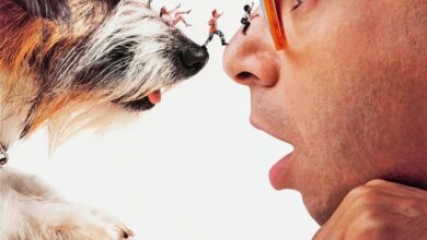 Honey, I Shrunk the Kids