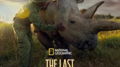 The Last Rhinos: A New Hope