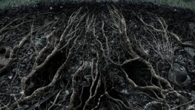 The Thing Behind The Door